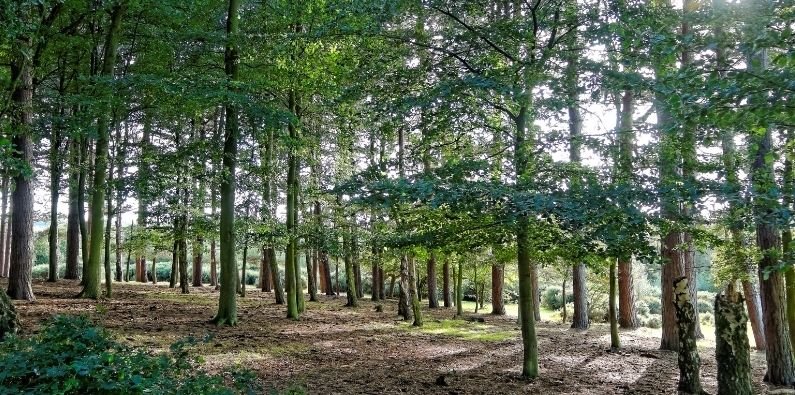 beautiful green trees in sutton park